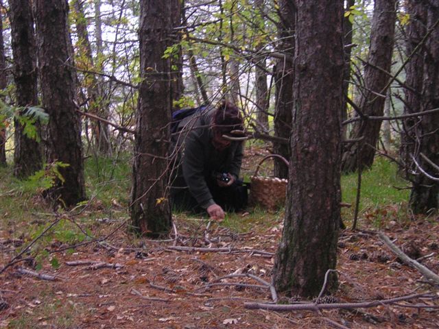 Escursione mirata   a Tricholoma portentosum